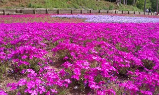 2012芝桜1.jpg