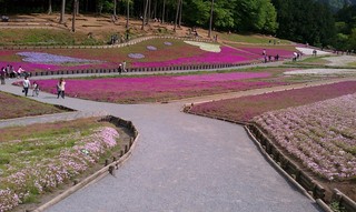 2012芝桜2.jpg