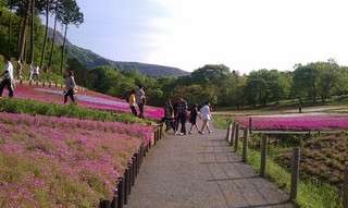 2012芝桜6.jpg