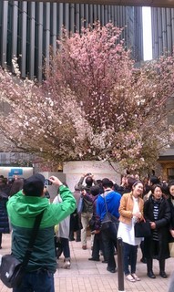 Sakura Project1.jpg