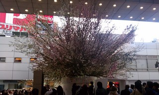 Sakura Project10.jpg