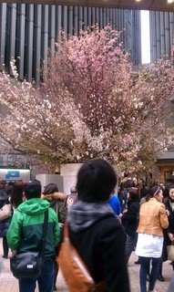 Sakura Project2.jpg