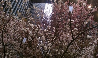 Sakura Project3.jpg