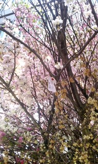 Sakura Project7.jpg