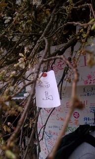Sakura Project8.jpg