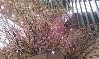 Sakura Project9.jpg